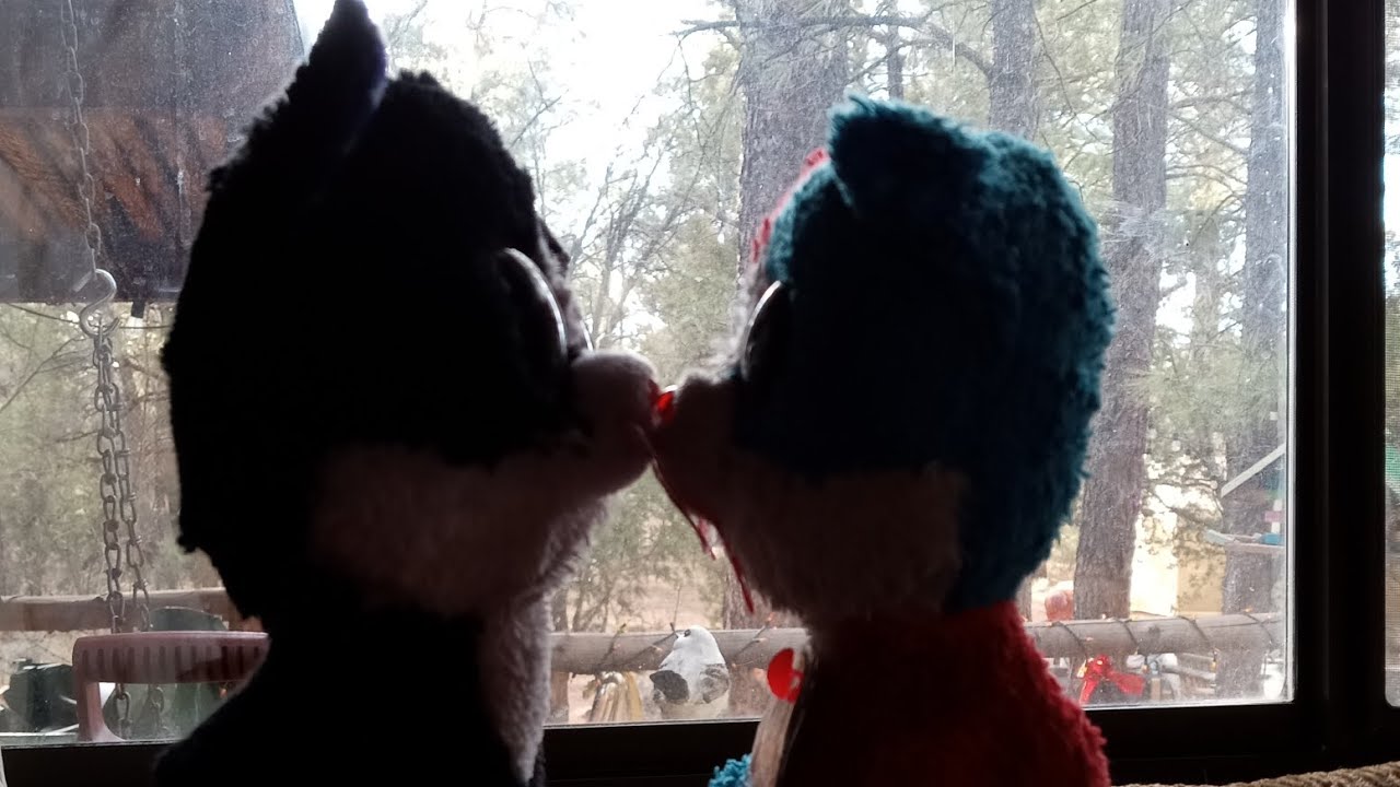 new Beanie bellies binx the cat review first in hand?????