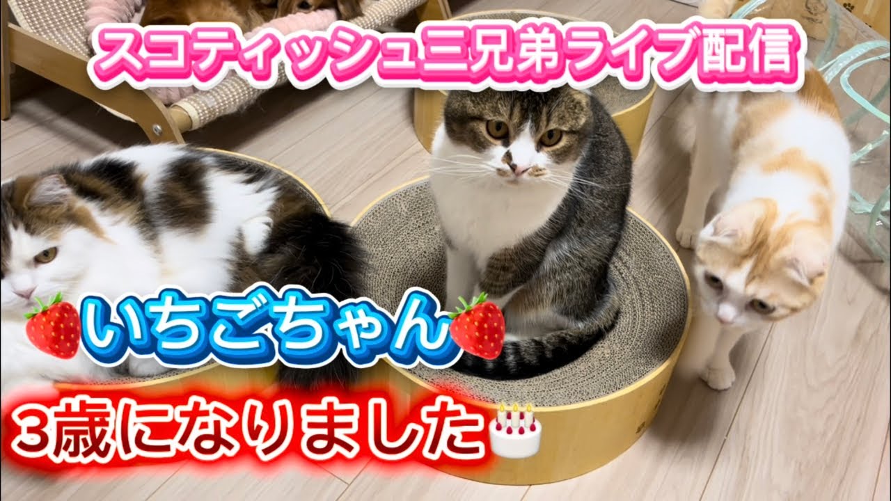 スコティッシュ三兄弟 No.221 🍓いちごちゃん3歳になりました🎂 - YouTube