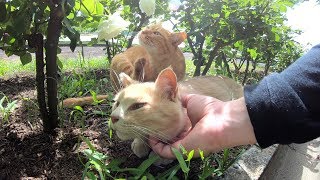 茶トラ猫達がバラの花を見ながらくつろぐ