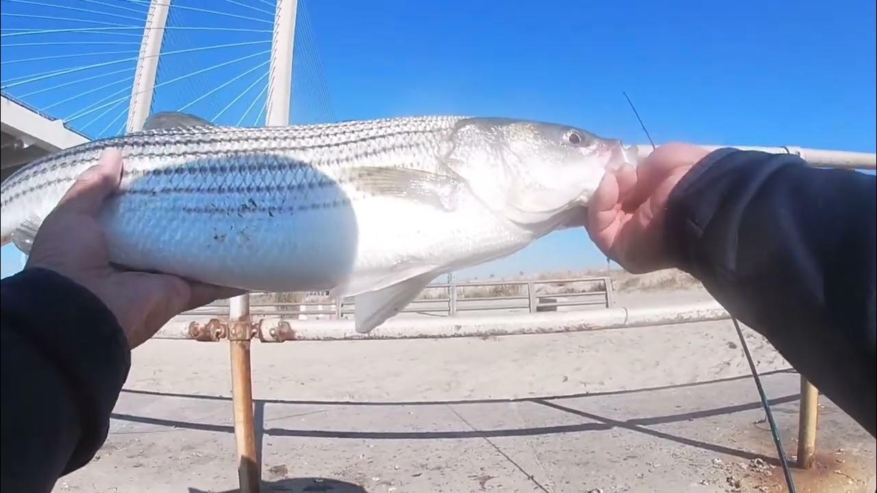 Striper & tog fishing at the inlet YouTube