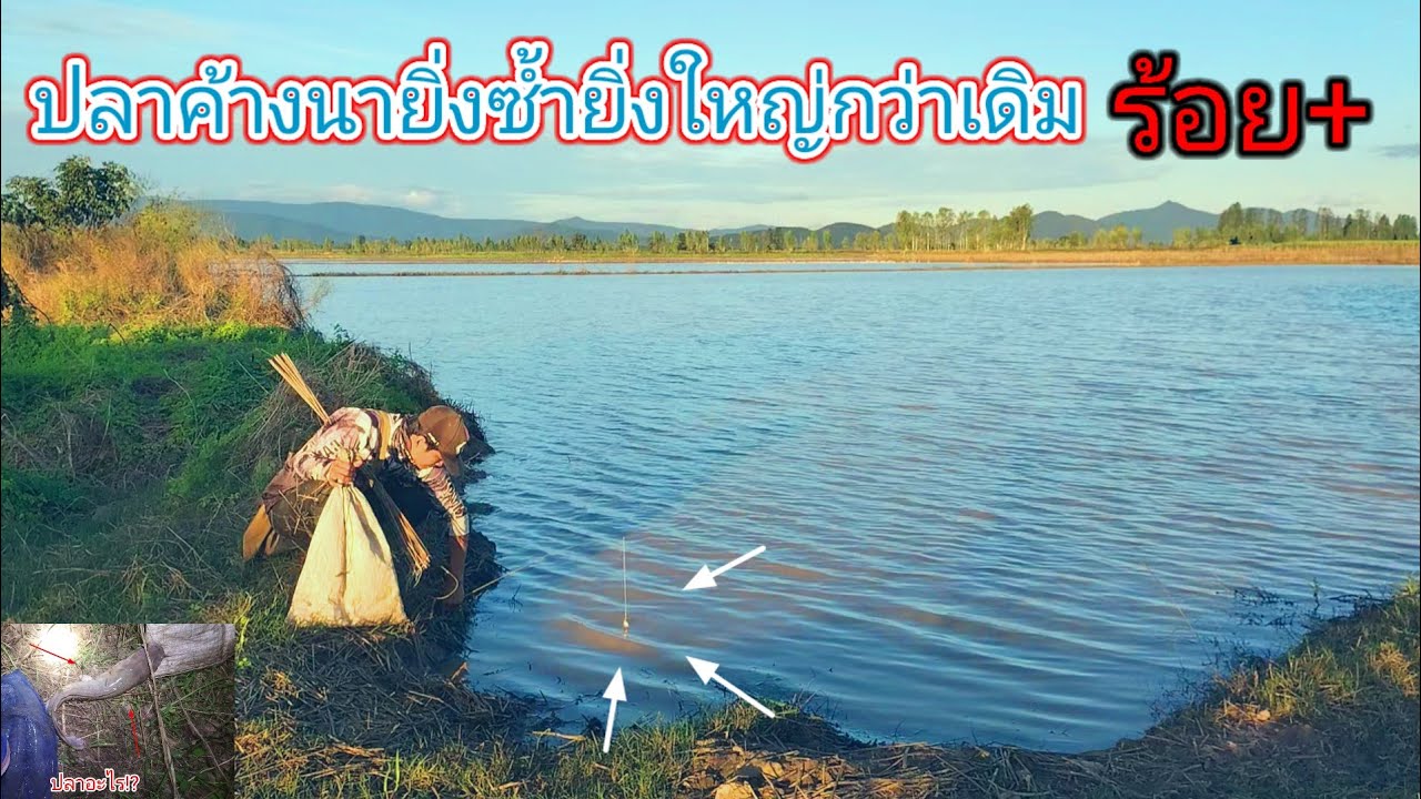 ใหญ่กว่าเดิม!!คิดไม่ผิดที่กับมาปักเบ็ดซ้ำหมายนาน้ำตื้นรอบนี้ปลาใหญ่กินเบ็ดเดือดมาก