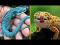 7 Reptiles Hermosos que Querrás Tener en Casa