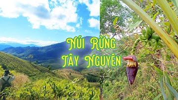 Núi Rừng Tây Nguyên  - Cao Nguyên nắng gió | Lê Quang