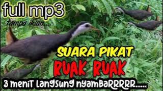 SUARA PIKAT BURUNG RUAK RUAK, langsung yahuttt...