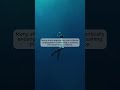 If Sharks Disappear? The Ocean Falls Apart 🤯🌊 #sharkwhisperer #netflix #aby
