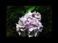 Music Sketch2 「紫陽花」