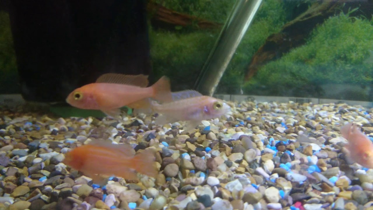 from fry fish farm Aquarium & pond fish Iwoodlands Doncaster s.yorks UK