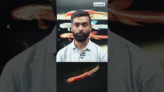 Alien Like Blind Fish Found in Assam  | Gitchak nakana Discovery Explained #shorts