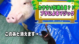 ミニブタとカワウソがマジックを披露！！まさにイリュージョン