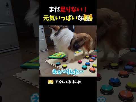 りんた Talking Dog Rinta - YouTube