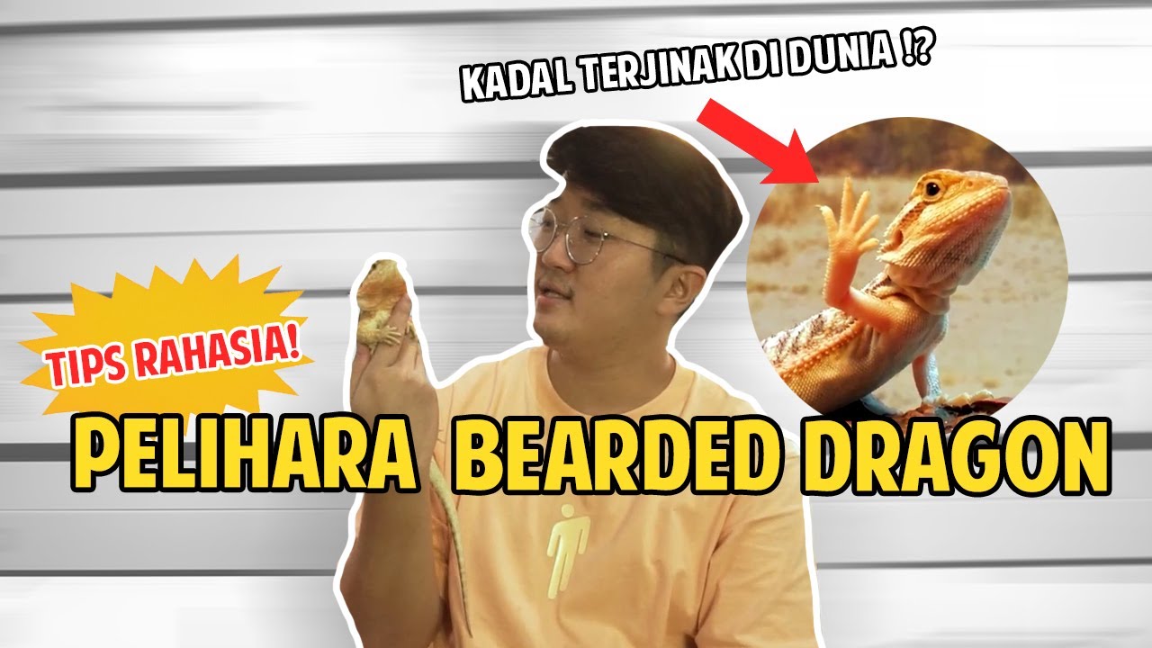 YAKIN MAU PELIHARA BEARDED DRAGON ? NONTON INI SEBELUM BELI ! 