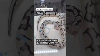 Famous POV: You’re looking at a snake that you can’t afford to buy😂🐍 Profile