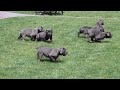 Cane Corso Puppies For Sale