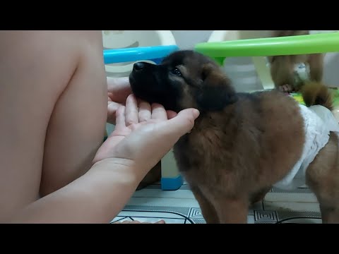Puppies play until they pull their diapers off their bottoms || Monkey and puppy