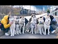 【日光】7頭のハスキー犬とお泊まり会したら騒がしくて最高だった・・・笑　【シベリアンハスキー】
