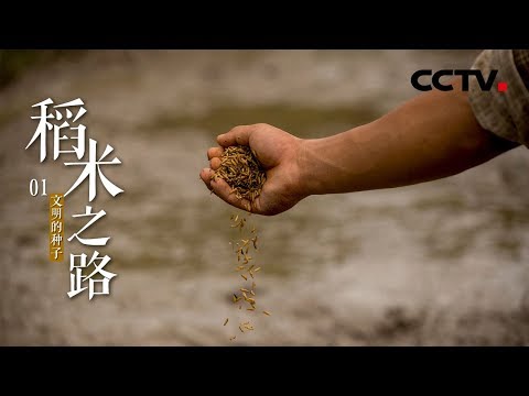 《稻米之路》第一集 文明的种子 | CCTV纪录