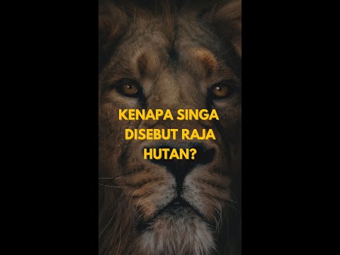 Video: Di manakah simba tinggal di raja singa?