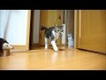てんちゃんのとってこい遊び (Catch and release)