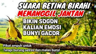 Sogon Setres Bisu Malas Bunyi Dijamin Respon Terpancing Bunyi