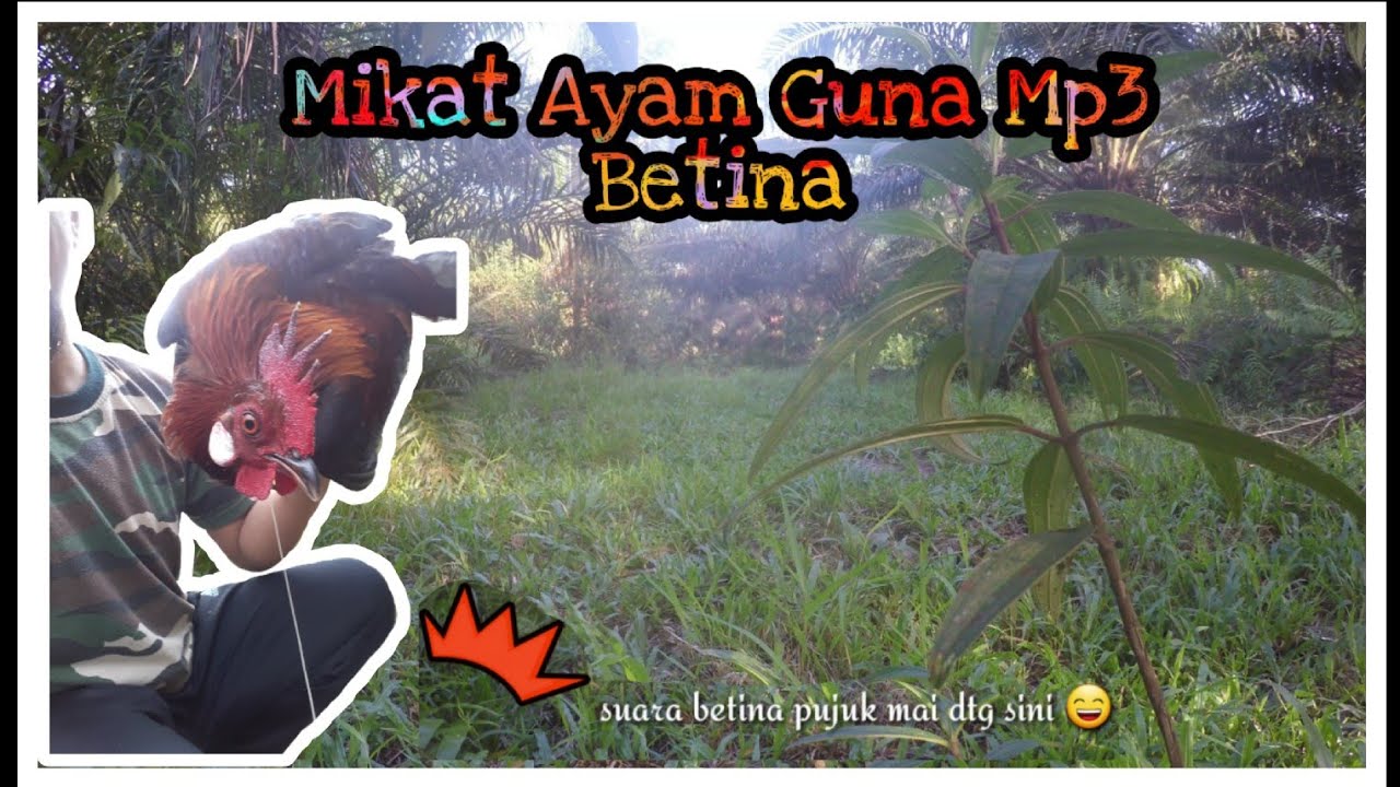 INTRO : PASANG JERAT & MIKAT AYAM HUTAN GUNA SUARA AYAM BETINA