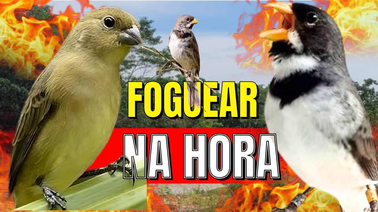 COLEIRO TUÍ-TUÍ FÊMEA CHAMANDO ENCARTE DE COLEIRO PARDOS ESQUENTA COLEIRO TUI TUI / COLEIRO TUI TUI