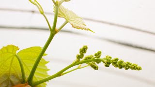 シャインマスカットの誘引　[ぶどうの育て方] 20200503