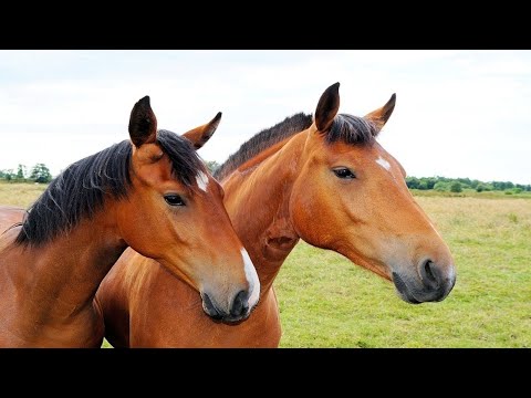 ca nhạc nhong nhong nhong tại Xemloibaihat.com