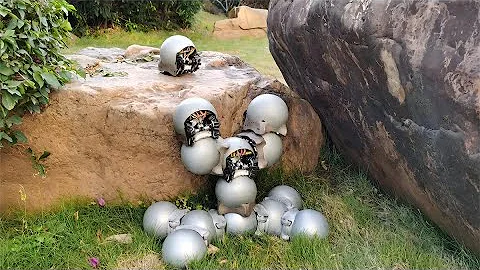 [Nature Communications] Snail-inspired robotic swarms - DayDayNews