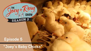 "Joey's Baby Chicks" THE JOEY+RORY SHOW - Season 3, Episode 5