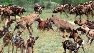 Epic Battle Of Wild Dogs Vs Hyenas - The Power of Teamwork