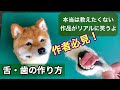 【作家テクニック】本当は教えたくない！リアルなオープンマウスの作り方