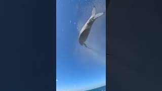 Pov Shark Rockets Toward You, Flips In Mid-Air