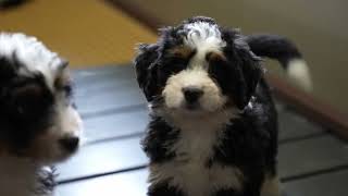Yoder Valley Pets Breeder 🧡 | Petland Parma
