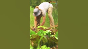 Enriched compost for all types of crops.. #compost #vermicompost #organicfarming #terracegarden