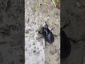Спасение жука