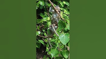 baby monkeys #monkey #forest #peaceful #animals #enjoylife #wildlife #nature #adventure #wildanimals