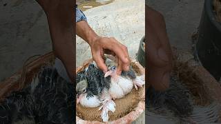 pigeon baby vitamin treatment #pigeon #pigeonpigeon #babybird #birds #kabootar