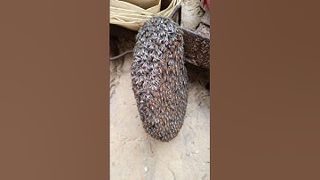 A small beautiful bee hive #nature #beehive #youtubeshorts