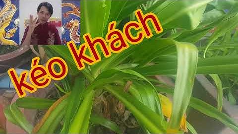 cây ngải tổ - cây ngải chiêu tài - cây ngải phong thủy - cây rủ khách - cây kéo khách