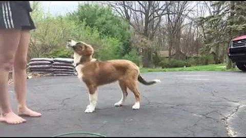 "Dewey" doing tricks