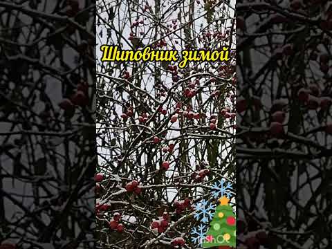 #шиповник #зима #природа #rose_hip #winter #nature #shorts #плоды #fruit