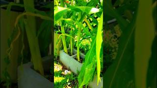 Katrina Bricks #tnog #youtubeshorts #corn #neworleans #ytshorts