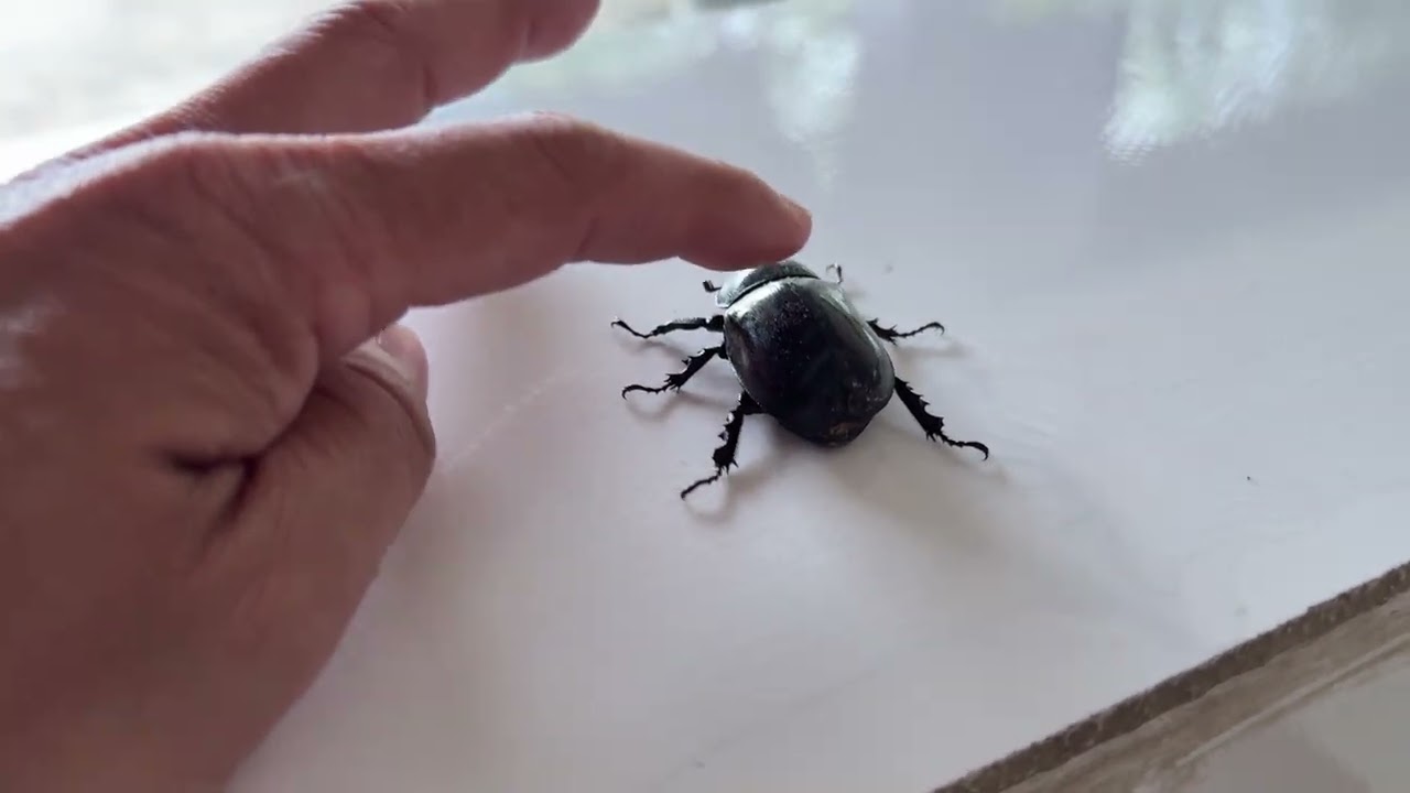 Powerful Black Rhinoceros Beetle in Cambodia 🪲 | Darith Macro Natural