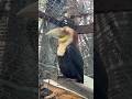 Wreathed Hornbill | Bird Photography | KokoCambodia
