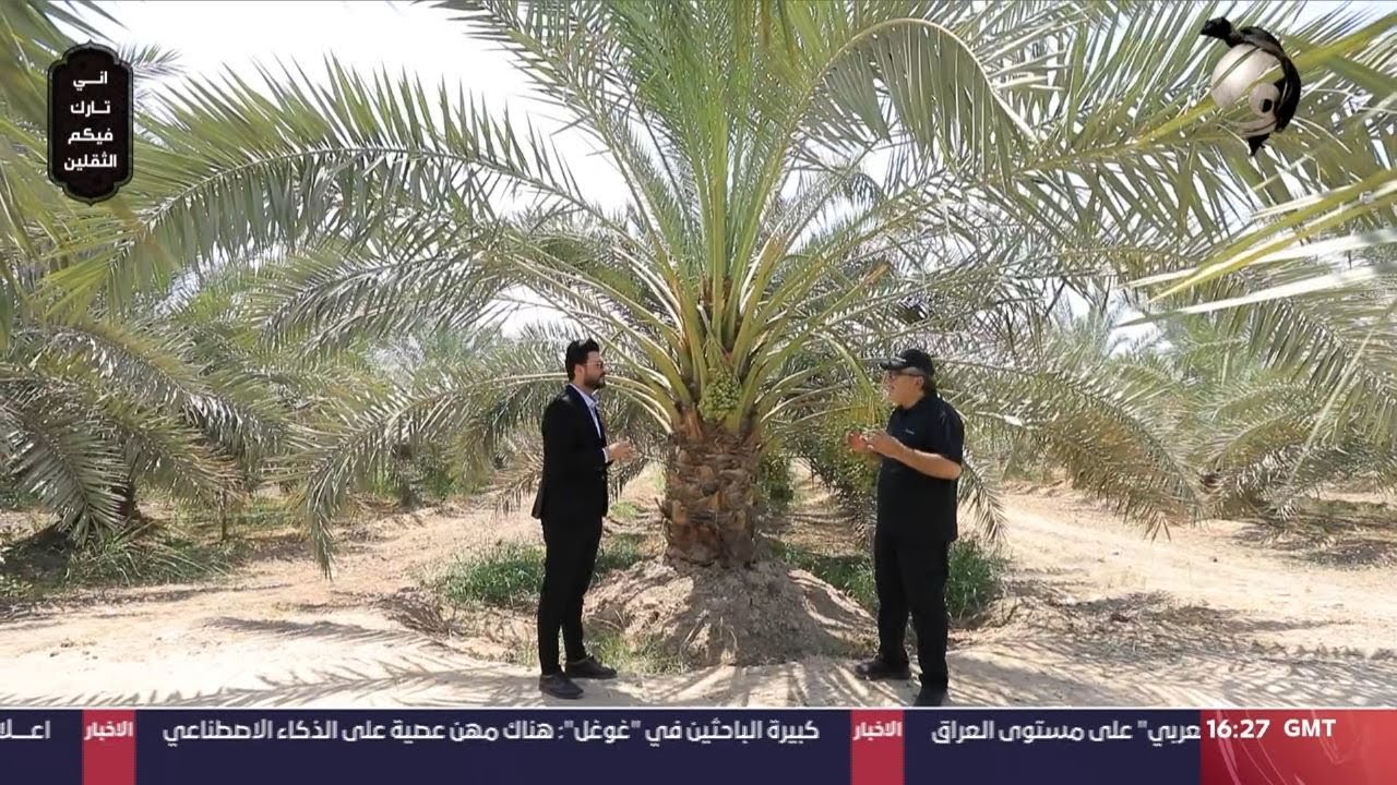 العراق قادر مع علي الغزي - مزرعة بلدنا | 2023/8/8