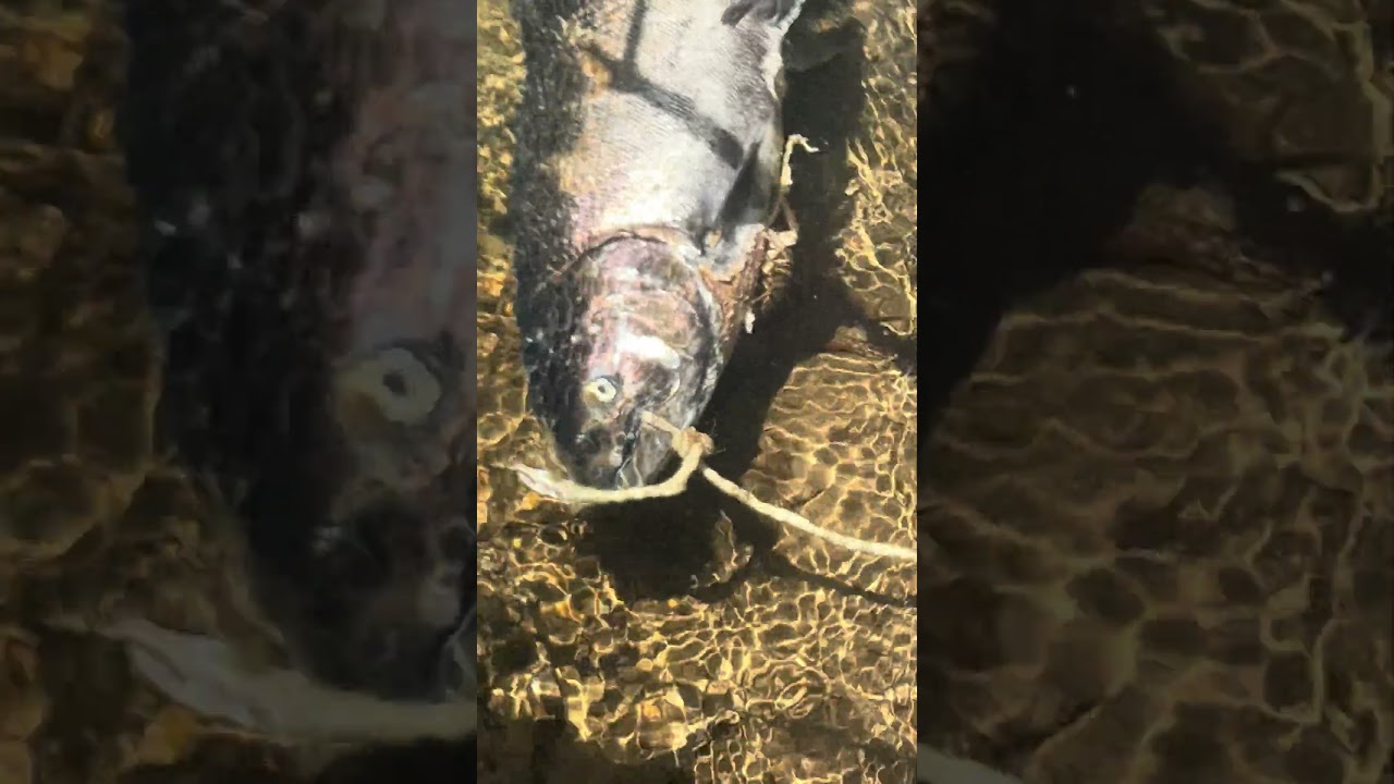 Caught a thief having a meal before me!