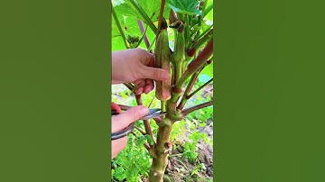 ST 79000183 mini rotary tillage and ridging all-in one tree 🌴