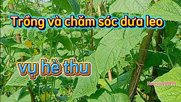 Trồng và chăm sóc dưa leo dưa chuột vụ hè thu giống dưa VA886 siêu sai quả chịu nhiệt