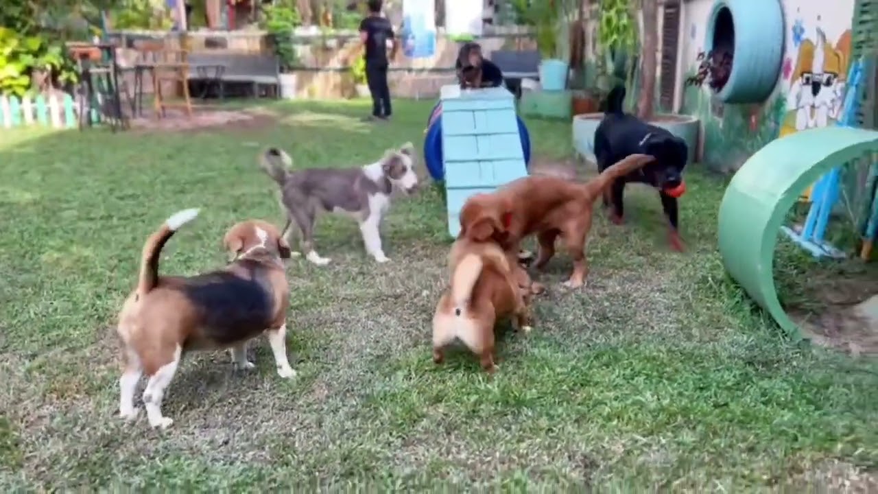 Daily morning routine with our cute dogs /dog daycare/ 