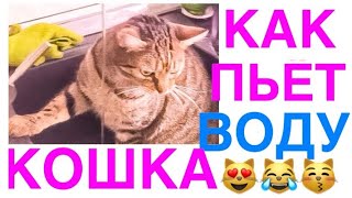 КАК ПЬЁТ ВОДУ КОШКА МУРА-БЕЛЛА ПРОСТО ИЗ ПОД КРАНА И СЫРУЮ 😻😹😽 КАК ПЬЁТ ВОДУ КОШКА МУРА-БЕЛЛА ПРОСТО ИЗ ПОД КРАНА И СЫРУЮ 😻😹😽